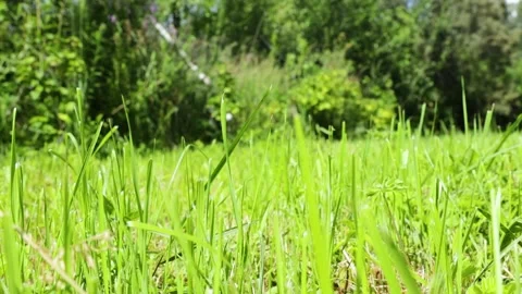 Green grass develops in the wind. 스톡 동영상 135473554