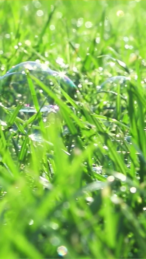 Green grass with dew and floating soap bubbles Stock Footage 318202713