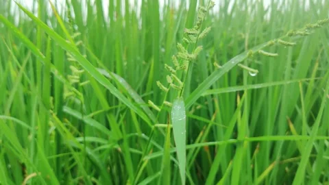Green grass in dew. Close up ear of rice swaying by wind in rice paddy. Stock-Footage 247359634