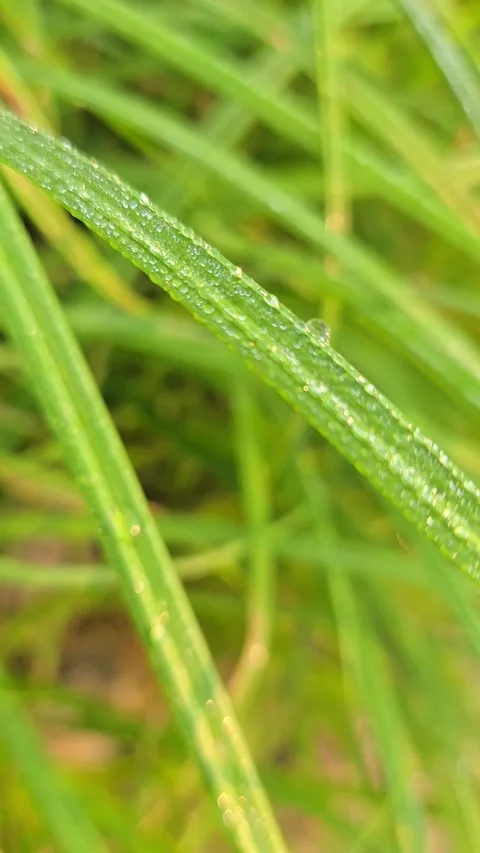 Green grass with dew, close-up, vertical nature background Stock Footage 341369968
