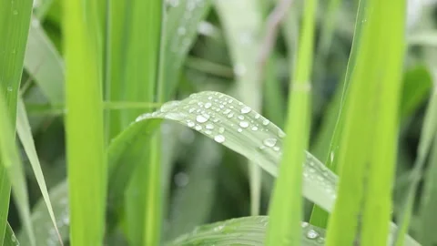  green grass with dew drop Video stock 303887223