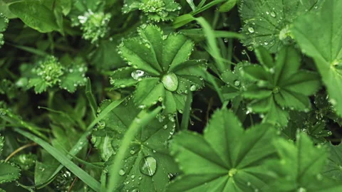 Green grass with dew drops after rain Stock-Footage 194726961
