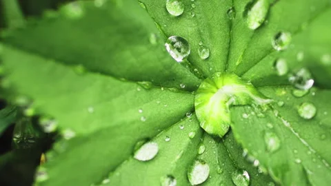 Green grass with dew drops after rain Stock Footage 194727377