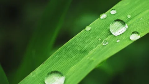 Green grass with dew drops after rain Видео 194727732