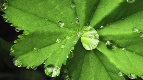 Green grass with dew drops after rain 스톡 동영상 194727865