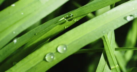 Green grass with dew drops after rain Stock-Footage 194727984