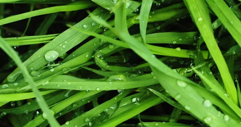 Green grass with dew drops after rain 스톡 동영상 194728117