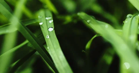 Green grass with dew drops after rain 库存影片 194728450