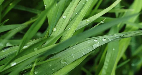 Green grass with dew drops after rain 스톡 동영상 194728918