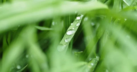 Green grass with dew drops after rain Stock-Footage 194729285