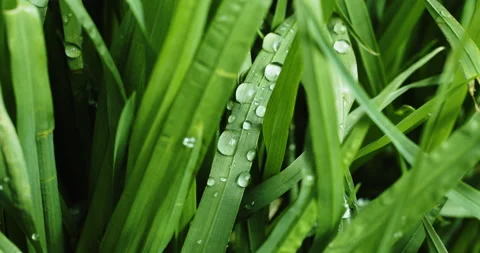 Green grass with dew drops after rain Vídeos de archivo 194729343