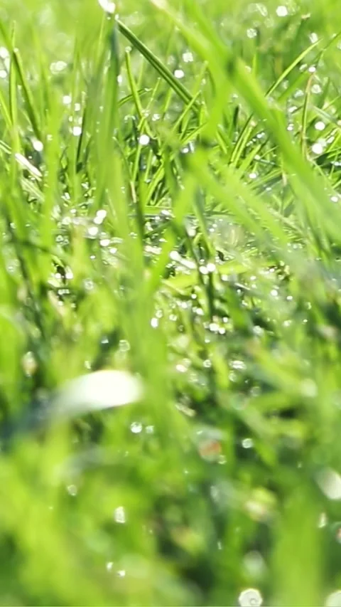 Green grass with dew drops and soap bubble Stock Footage 318068064
