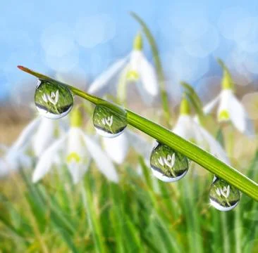 Green grass with dew drops in the background snowdrops. Stock Photos