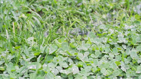 Green grass with dew drops clips, dew drops on green grass footage, rain drops o Stock Footage 265243199
