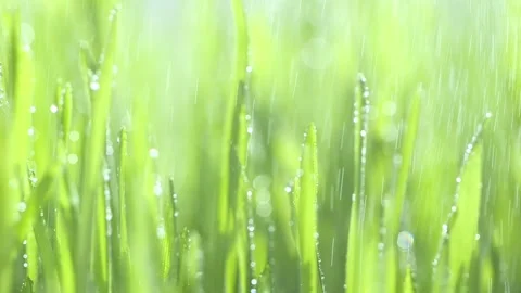 Green grass with dew drops clips, dew drops on green grass footage, rain drops Stock Footage 271257068
