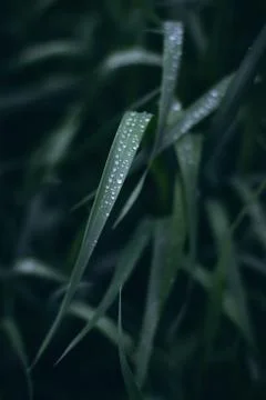 Green grass with dew drops close up. Stock Photos