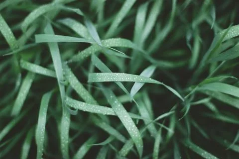 Green grass with dew drops close up. Stock Photos