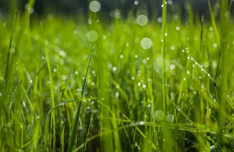 Green grass. Dew drops close-up on fresh green spring grass. Stock Photos
