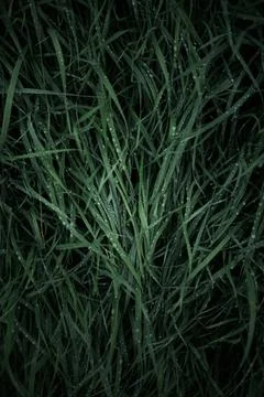 Green grass with dew drops close-up. Natural background Stock Photos