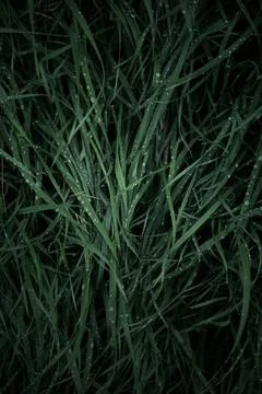 Green grass with dew drops close-up. Natural background Stock Photos