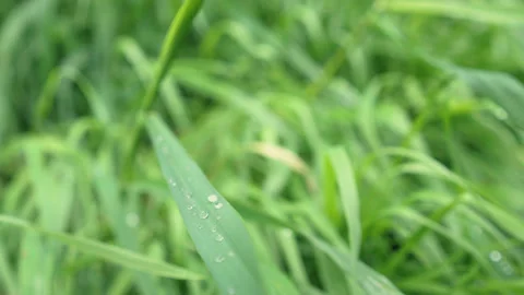 Green grass dew drops dolly shot Stock-Footage 289379819