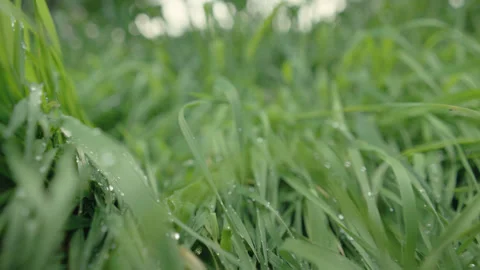 Green grass with dew drops dolly in and out Stock-Footage 289380042