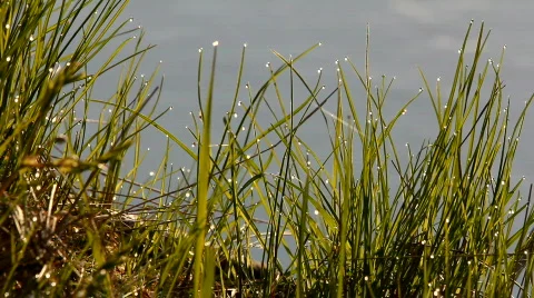 Green grass with dew drops Video stock 733976