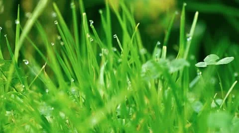 Green grass with dew drops Stockbeeldmateriaal 10893905