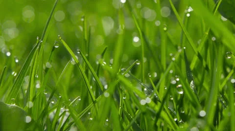 Green Grass with Dew Drops 動画素材 22934265