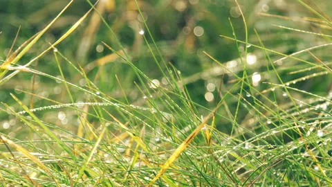 Green Grass with Dew Drops Stock Footage 100818052