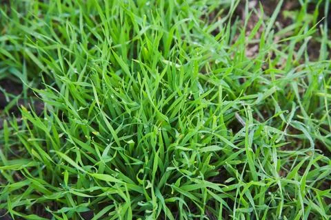 Green grass with dew drops on it Foto stock