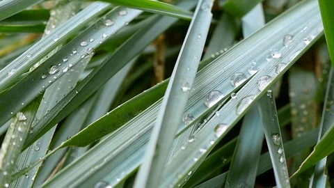 Green grass with dew drops. Macro shooting Stock Footage 71250431