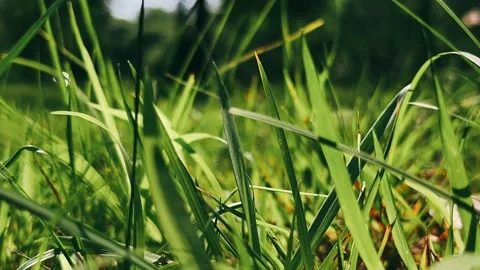 Green grass with dew drops, nature, plant, grass, tree, forest, Stock Footage 246820531
