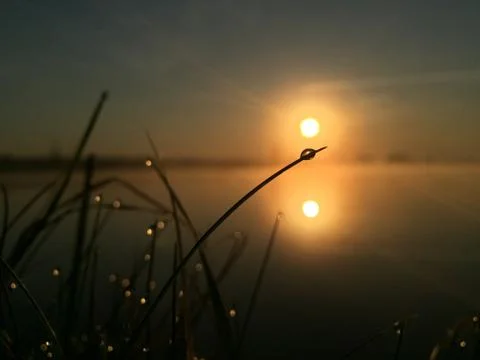 Green grass with dew drops near lake on sunrise. Nature fresh outdoor backgro Stock Photos