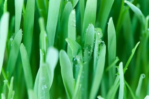 Green grass with dew drops Foto stock