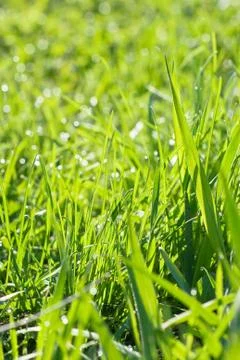 Green grass with dew drops Stock Photos