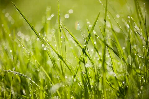 Green grass with dew drops Stock Photos