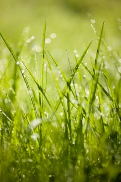 Green grass with dew drops Stock Photos