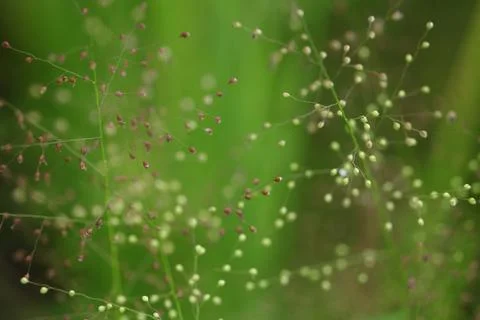 Green grass with dew drops Stock Photos