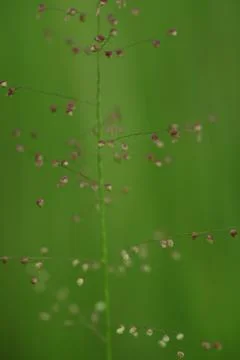 Green grass with dew drops Stock Photos