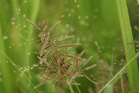 Green grass with dew drops Stock Photos