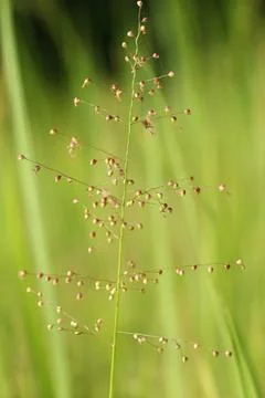 Green grass with dew drops Foto stock