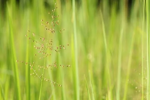 Green grass with dew drops Stock Photos