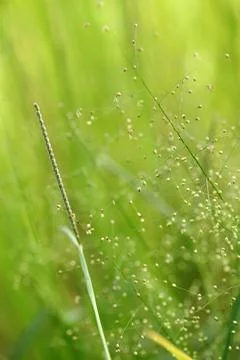 Green grass with dew drops Stock Photos
