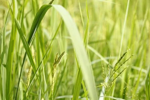 Green grass with dew drops Stock Photos