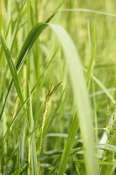 Green grass with dew drops Stock Photos