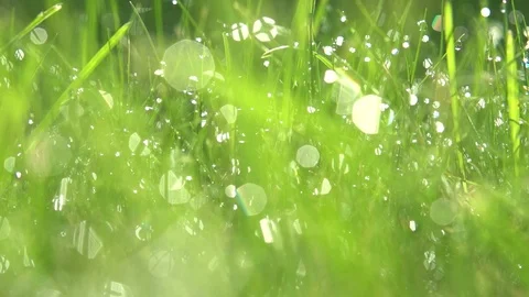 Green grass with dew drops shot with soft focus Video stock 118859196