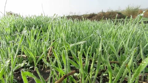 Green grass with dew drops small grass fog Stock Footage 141073610