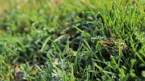Green grass with dew drops, summer rain Stock-Footage 128451458