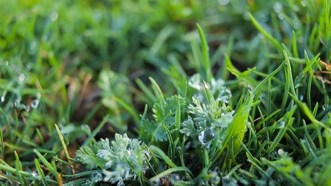 Green grass with dew drops, summer rain Video stock 128451651